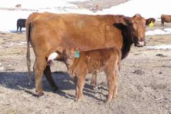 cow_calf_red_unl