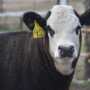 BT_Yearling_Calf