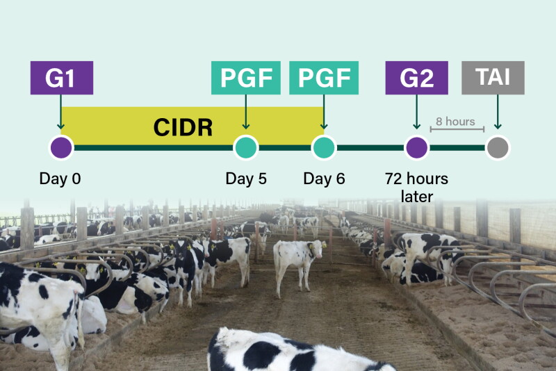 Cidr Program Could a 6-Day CIDR-Synch Protocol Work for Your Heifers? - Bovine Vet