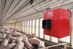Barn heater in a pig barn