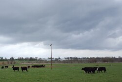 Excessive rainfall hampered some ranches in 2019.