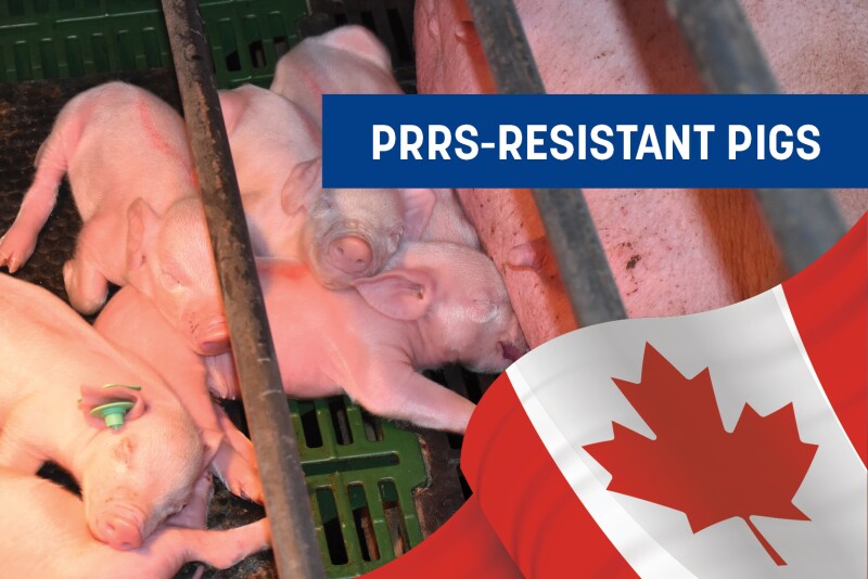 Canada Approves PRRS-Resistant Pigs for Use in Food and Feed.jpg