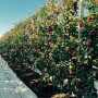 A view down a row of SweeTango apple trees