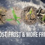 Frost, Frost and More Frost