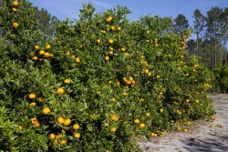 Florida citrus