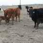 Early development of the GI tract in calves can influence immunity and performance.