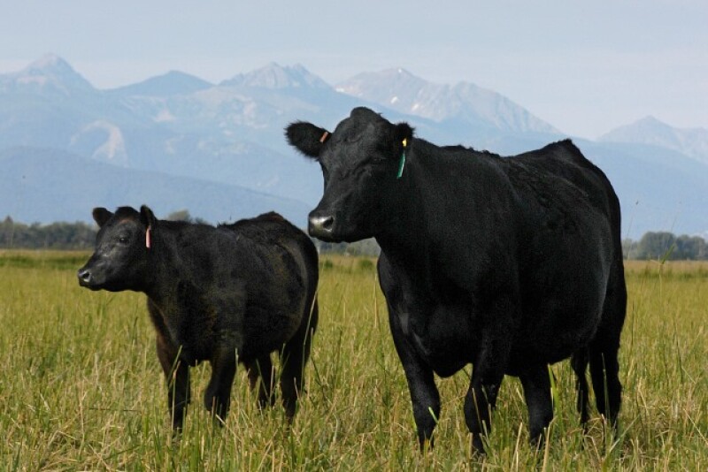 Angus cow-calf