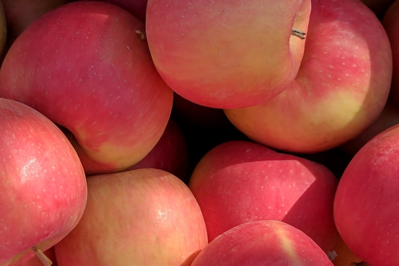 WA 64 apple cultivar from Washington State University