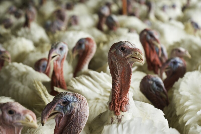 Polish veterinary authorities on Thursday were planning to cull tens of thousands of birds in the Lubartow area, a major poultry farming region.