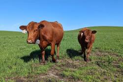 Cows are outfitted with special GPS-enabled collars, which emit signals to direct the cattle to desired locations at set times. 