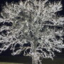 Minnesota Christmas Tree