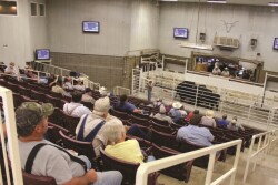 When a livestock dealer’s check bounces, should the farmer or rancher who raised the cattle be able to get them back?  