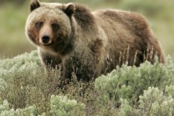 Wildlife officials have confirmed that a grizzly bear is responsible for killing a calf in central Montana. 