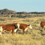 Cows grazing western range