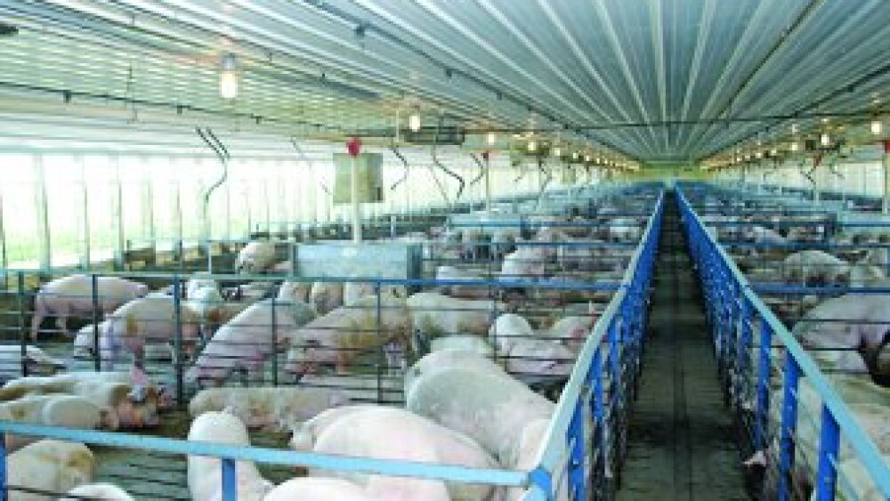hog-barn-finishing-hogs-337_1.jpg