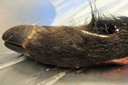 Wild Boar Foot 