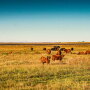 Technology may soon be used for grazing decisions