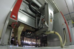 Farmers utilizing robotic milking facilities may have an upper hand when it comes to gradually drying cows off. 