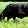 cow_grazing_rye