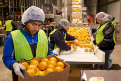 Man in neon yellow vest, blue shirt and hair net carrying a box of citrus fruit, with a conveyor belt and two women in similar clothing sorting citrus fruit in the background.