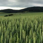 German_Winter_Wheat