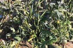 Weather in Guaymas, Sonora, Mexico, has been unseasonably cold, says Al Voll, salesman at Fresh Farms in Rio Rico, Ariz.