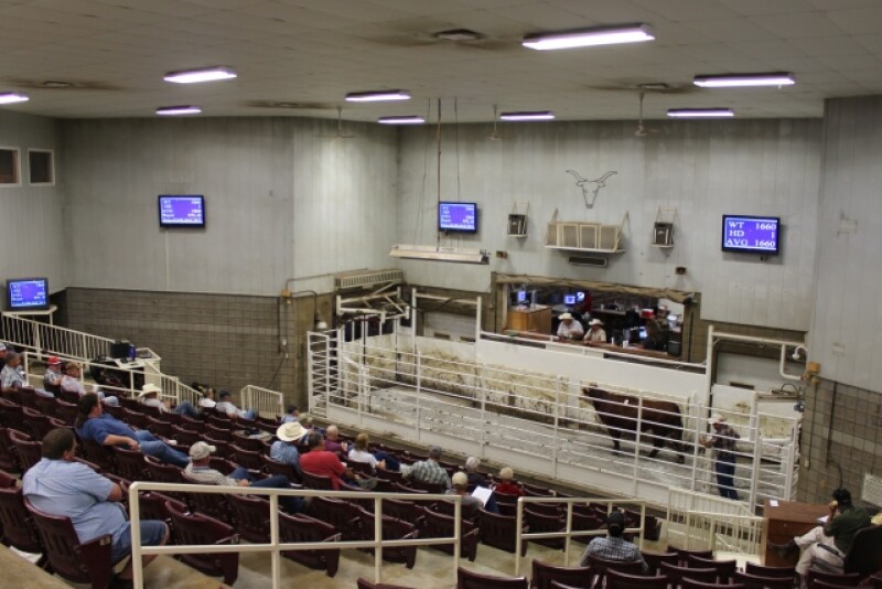 BT_Sale_Barn_Cattle