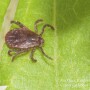 The recently discovered Asian Longhorned Tick is a known carrier of Theileria.