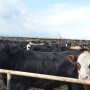 BT_Cattle_Beef_Feedlot