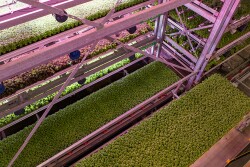 Soli Organic
