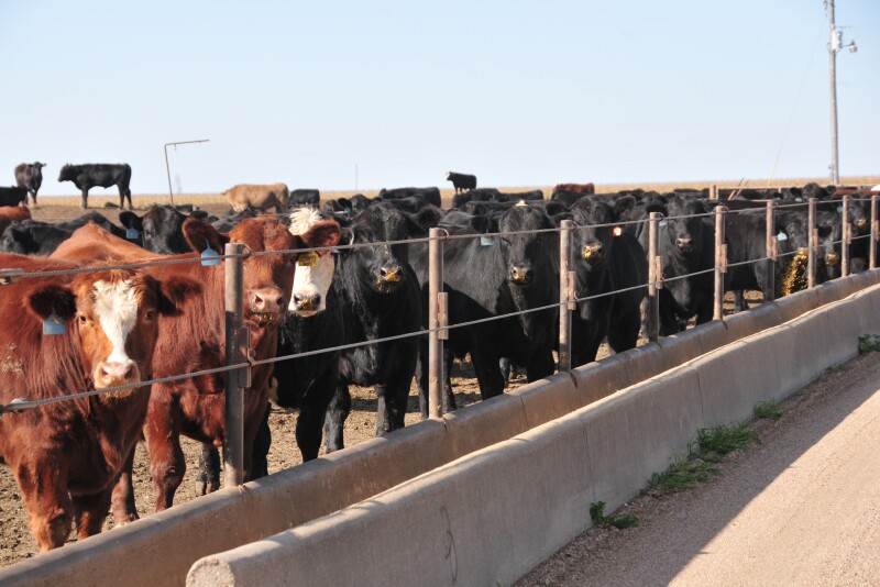 TripleKFeedlot (002).jpg