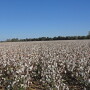 A cotton field on Red land Cotton Farm.