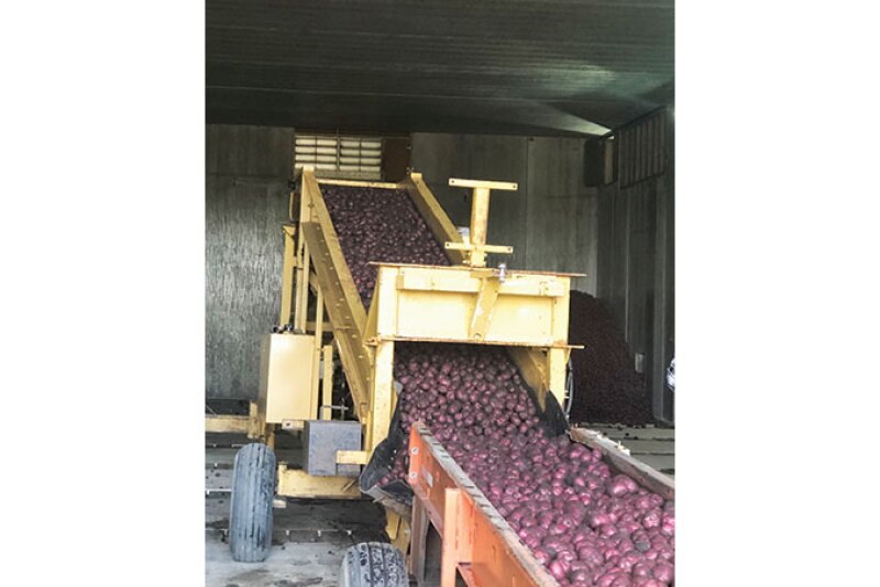 Nokota Packers Inc. started harvesting red potatoes the week of Sept. 14, says Mike Rerick, vice president of sales. “Everything is going smooth at this point,” he said the third week of September. He expects the harvest to continue into mid-October