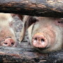From backyard operations (pictured above) to large commercial pig farms, African swine fever is raging throughout China.
