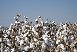 cotton plants