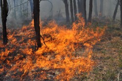 Grass_Fire