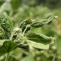 DICAMBA