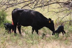 Twin Calves