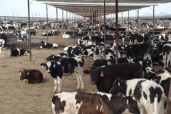 DT_Feedlot_Dairy_Calves