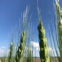 Glyphosate resistant wheat was found in Canada.