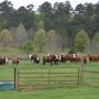 Texas_Cows_and_Calves