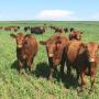 Calves NDSU