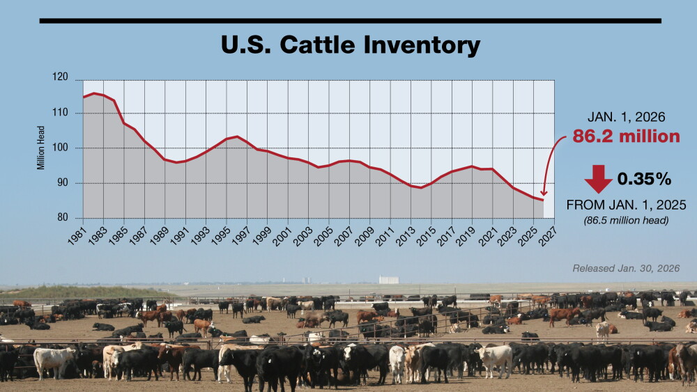 Cattle Inventory Drovers - Beef Industry News, Markets and Production - Drovers