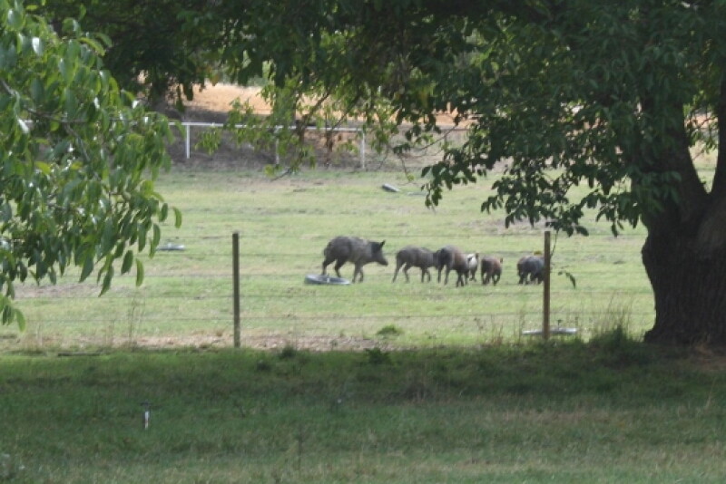 Feral swine are an invasive species causing extensive and costly damage and disease threats to crops, property, native ecosystems, livestock health, and human health.