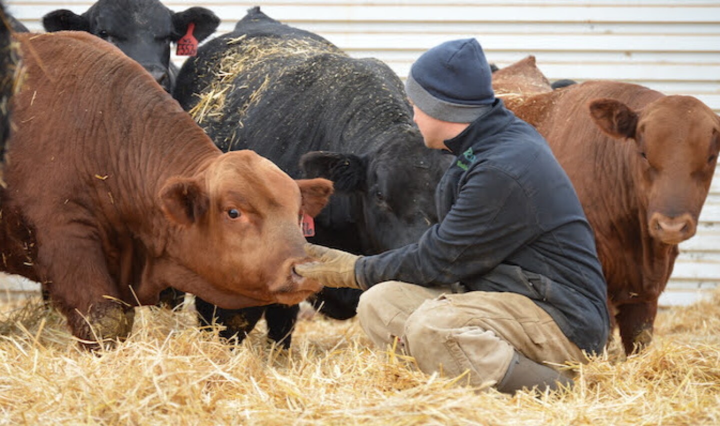 DOUG%20AND%20CATTLE.jpg