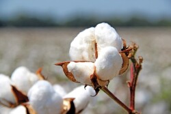 Cotton