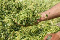 Fresh Corn Silage