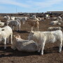Texas Feedyard