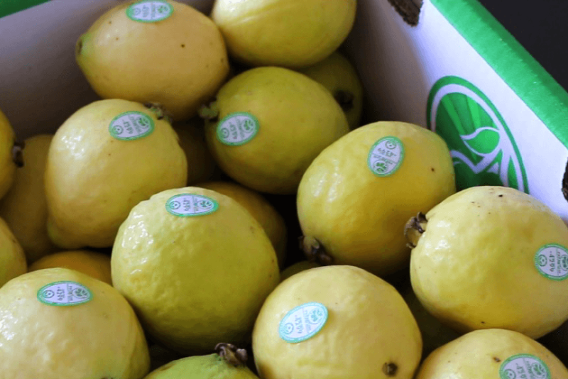 Guava is gaining ground in the foodservice space, according to United Fresh.