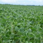 Dicamba damage